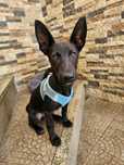 Ozzy - 5 meses, porte pequeno (5kg)