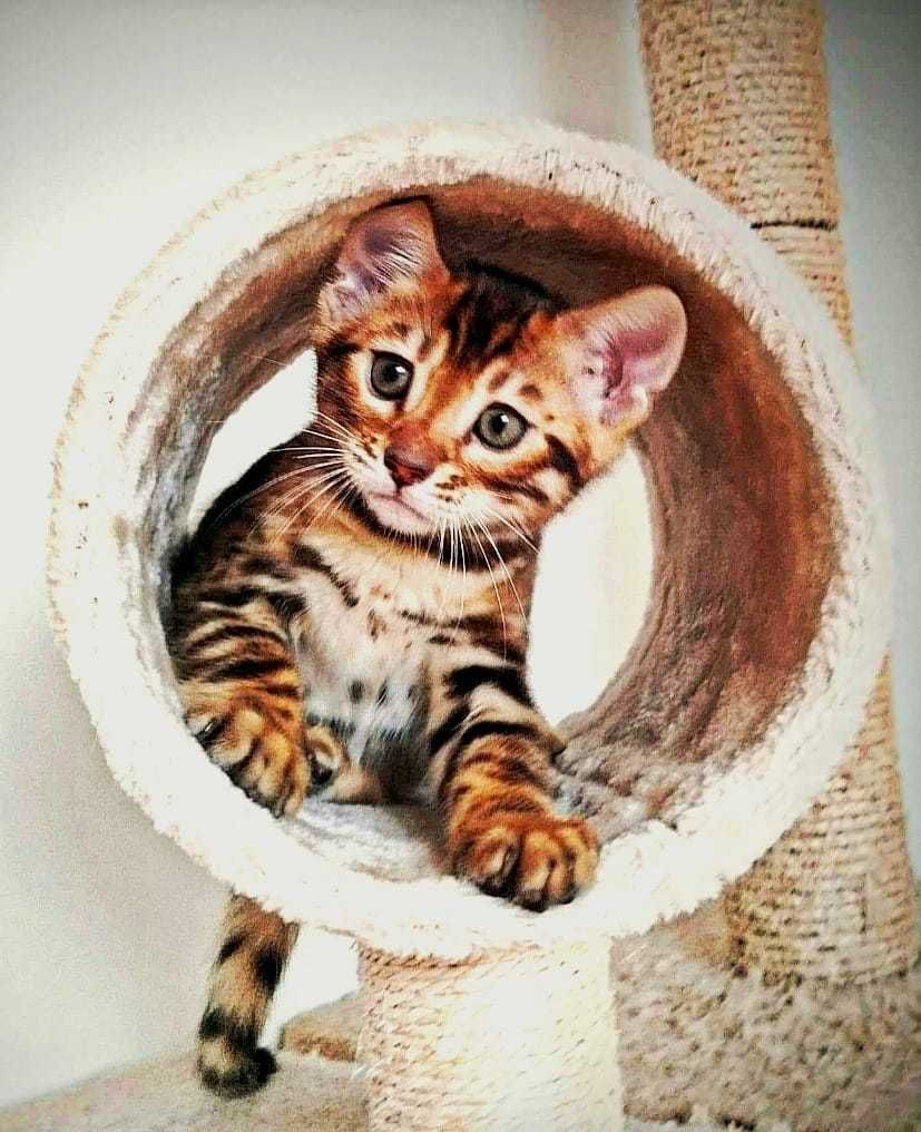 Gatinho Bengal - Pura Raça com LOP