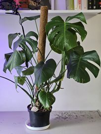 Duża Monstera Deliciosa