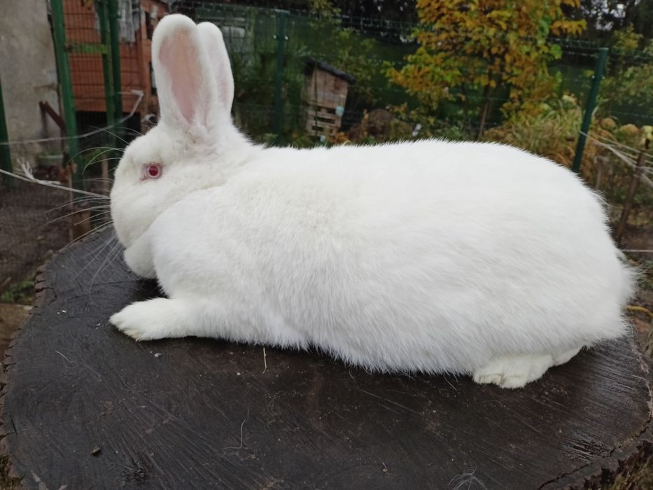 Króliki samica Nowozelandzki biały