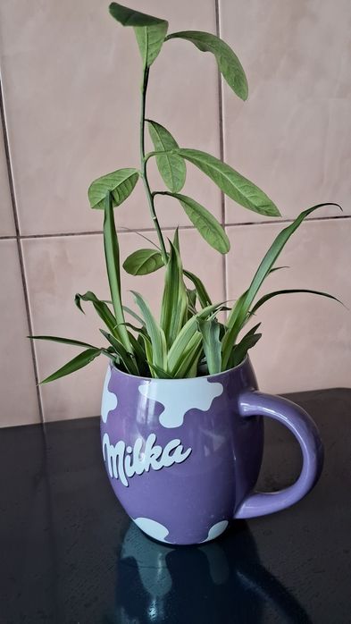 Мандарин +хлорофітум