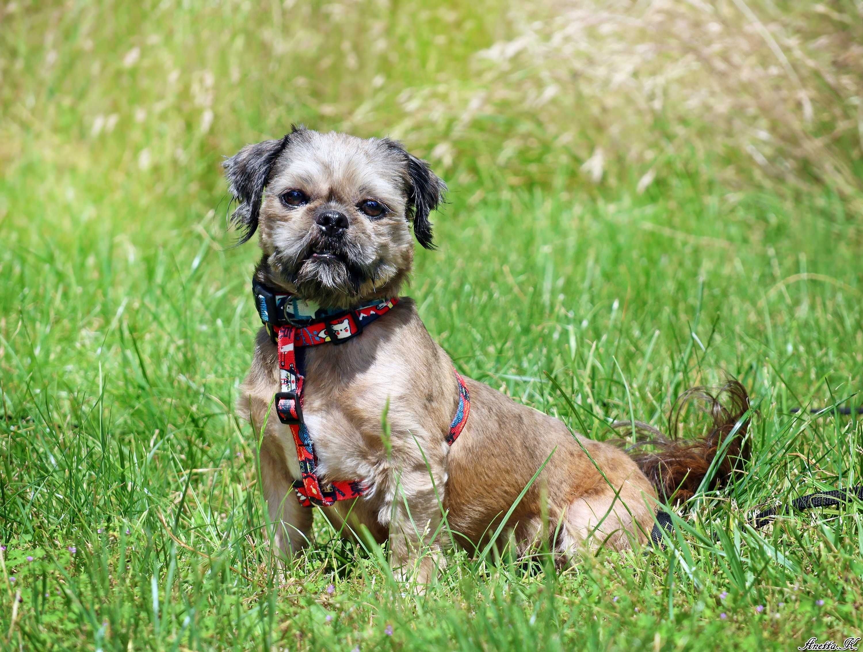Młody pies shih tzu
