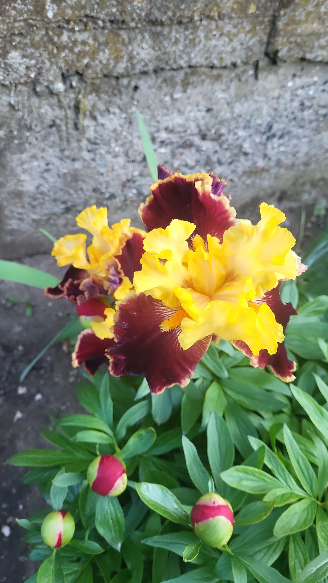 Продам Сортові іріси