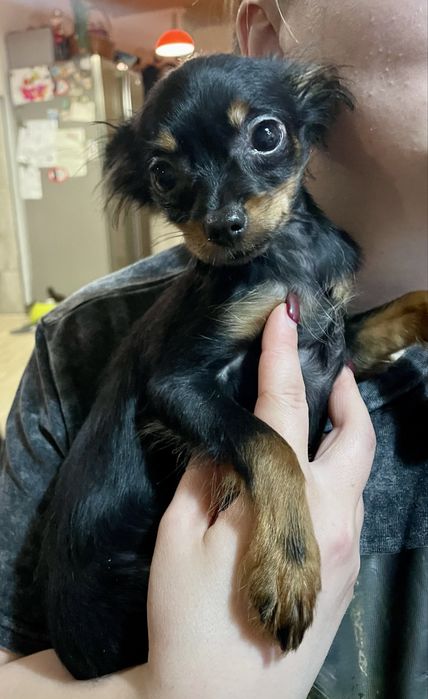 Toy rosyjski długowłosy