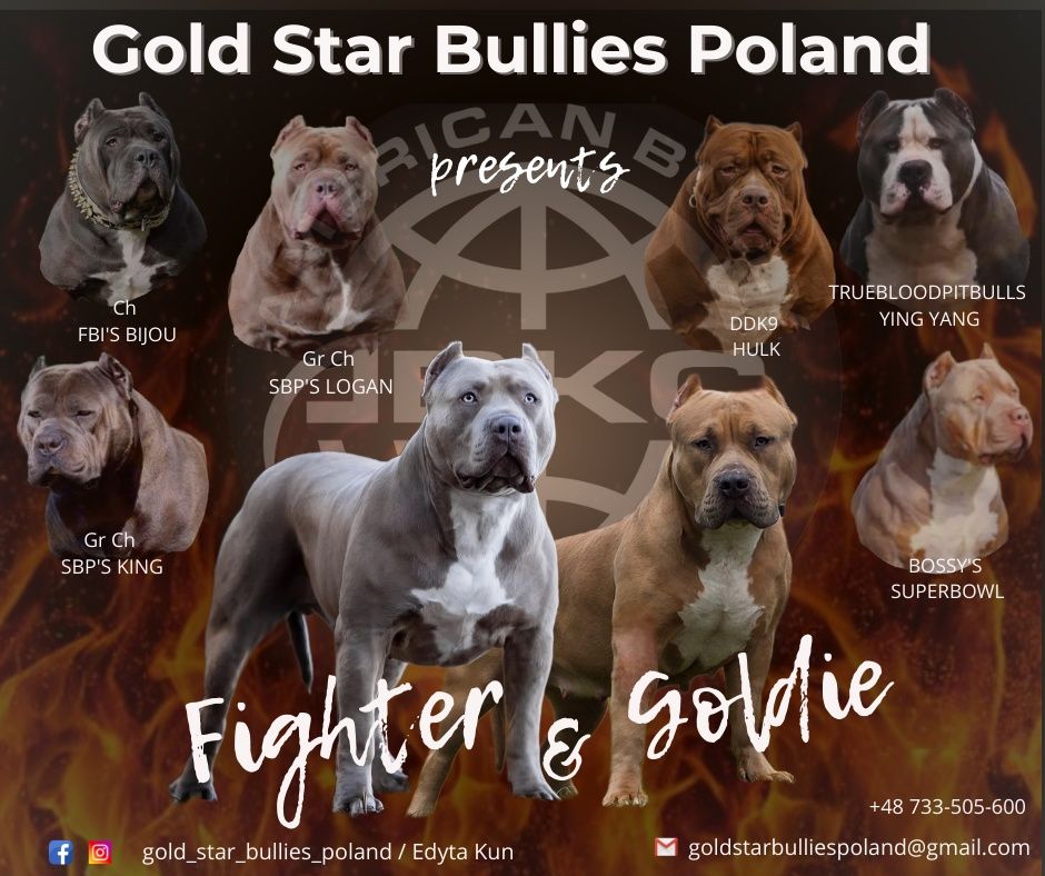 American Bully XL wyjątkowa suczka gotowa do odbioru!