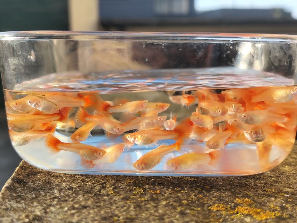 Guppy FullRed Albinos
