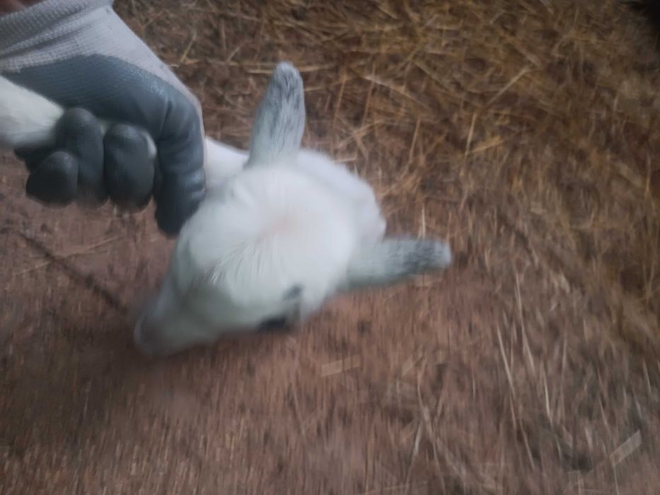 Cabrito anão para vender ou trocar