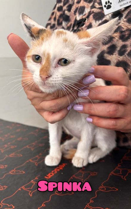 Bezdomne maleństwa szukają kochających domów