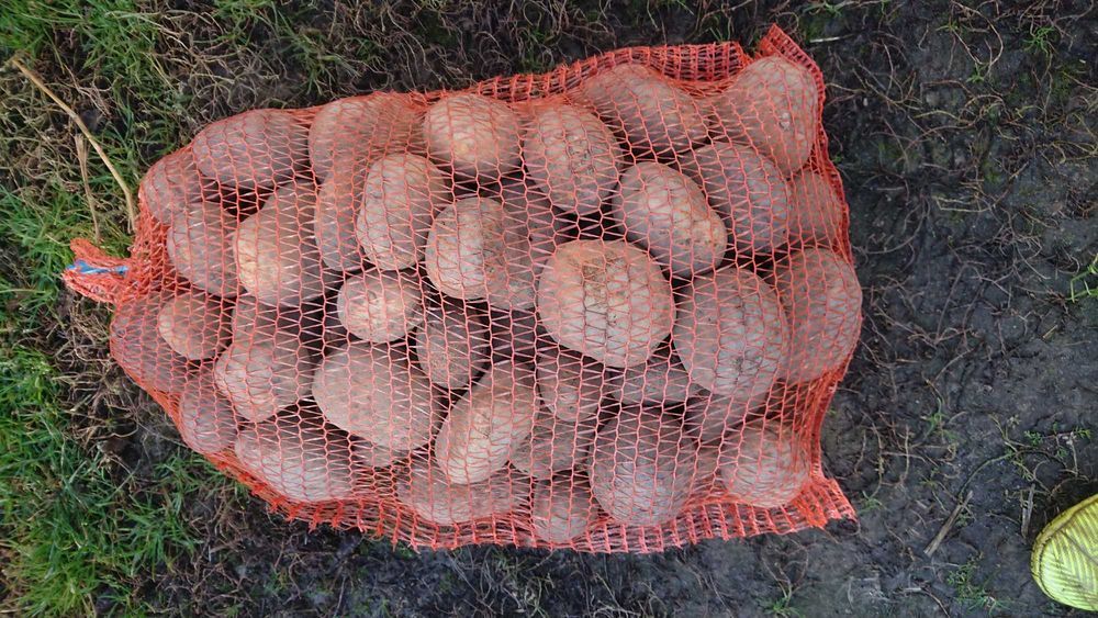 Ziemniaki jadalne Vineta, Bellarosa, Irga dowóz transport