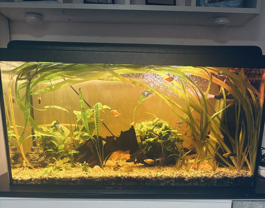 Sprzedam Akwarium 120