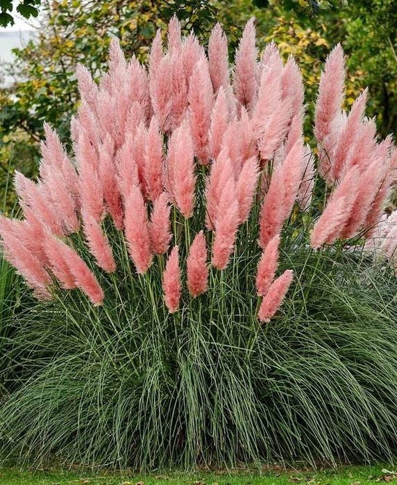 Trawa pampasowa biała różowa sadzonki 40 cm p10 cortaderia ozdobna