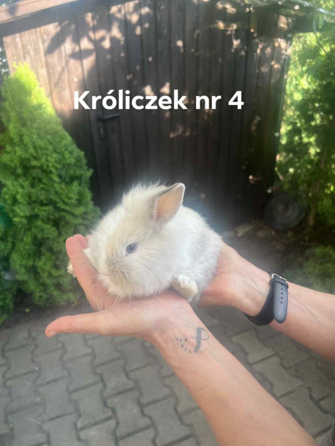 Króliczki miniaturki