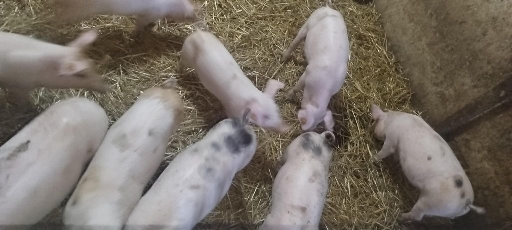 Sprzedam prosięta faktura vat