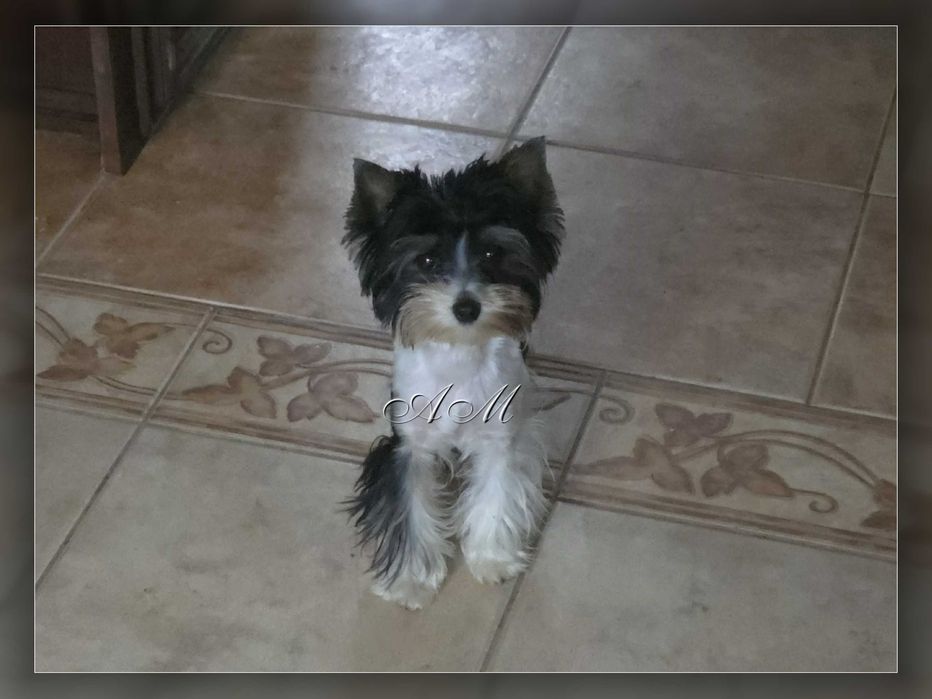 York Biewer Yorkshire Terrier