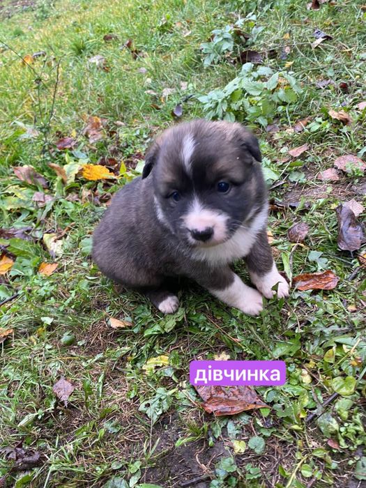 Цуценята відамо в добрі руки. безкоштовно