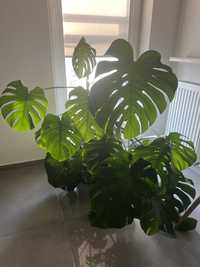 Monstera 2,5 roku