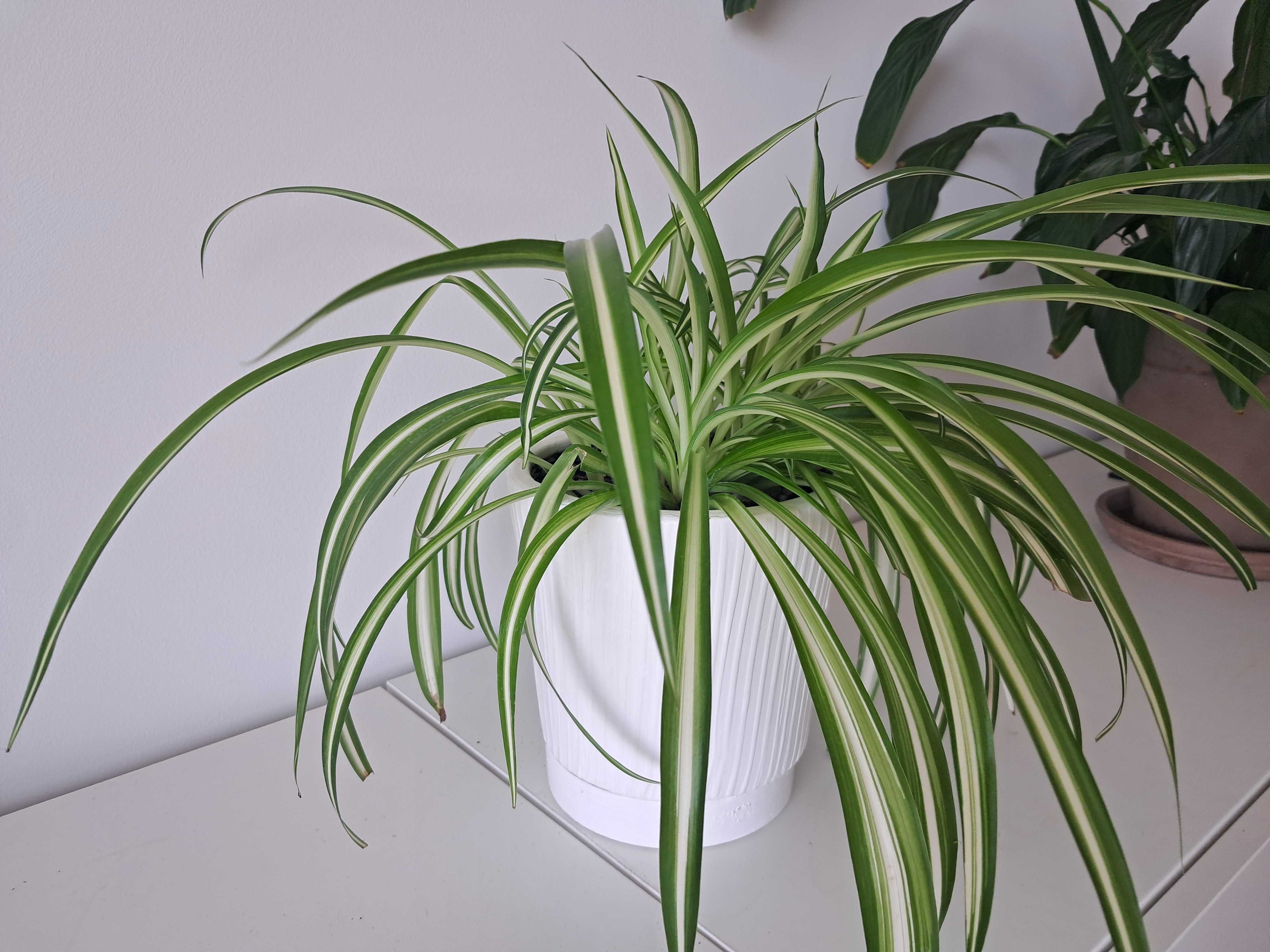 spatifilum, chlorophytum