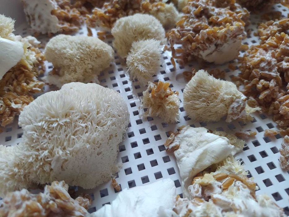 АКЦИЯ ‼️ Ежовик Гребенчатый 250 грамм