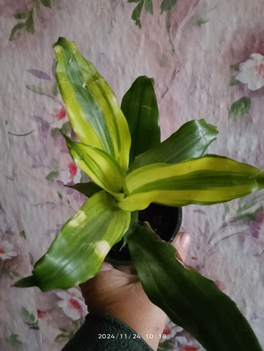 Драцена Лемон лайм .