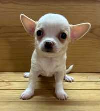 Chihuahua Fêmea Branca