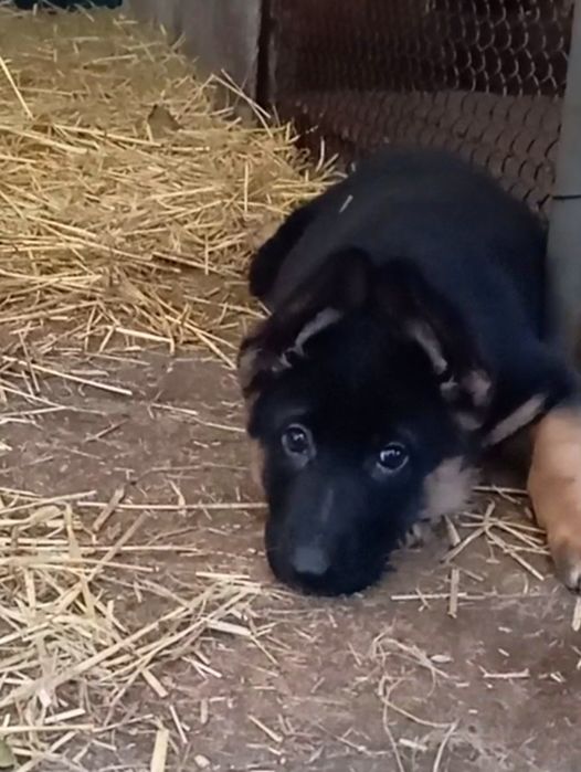 Яркая и крупная сука 2,5 мес.