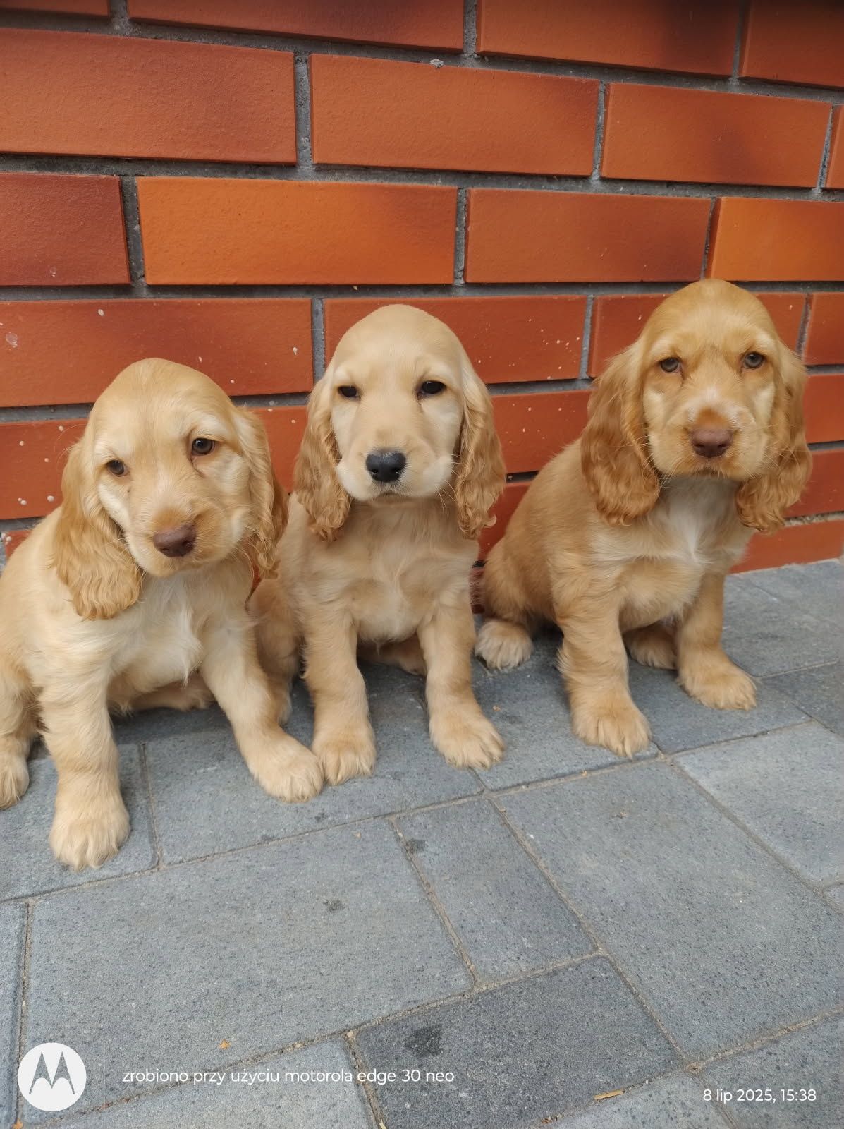 Cocker spaniel angielski piesek