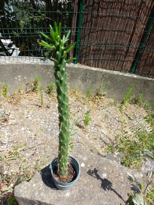 2 Plantas para Decoração da Casa Cato