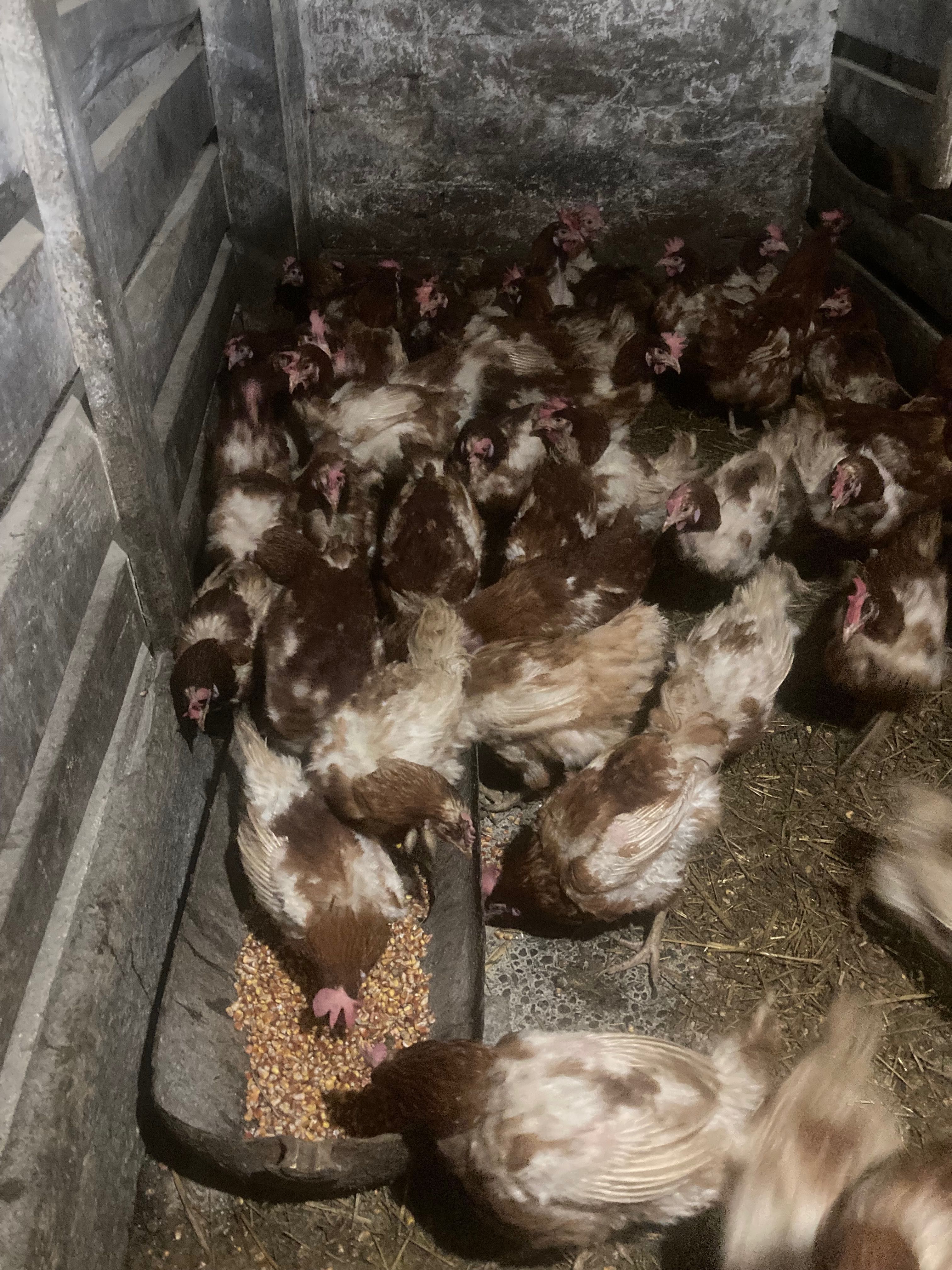 Продам кури несучки.