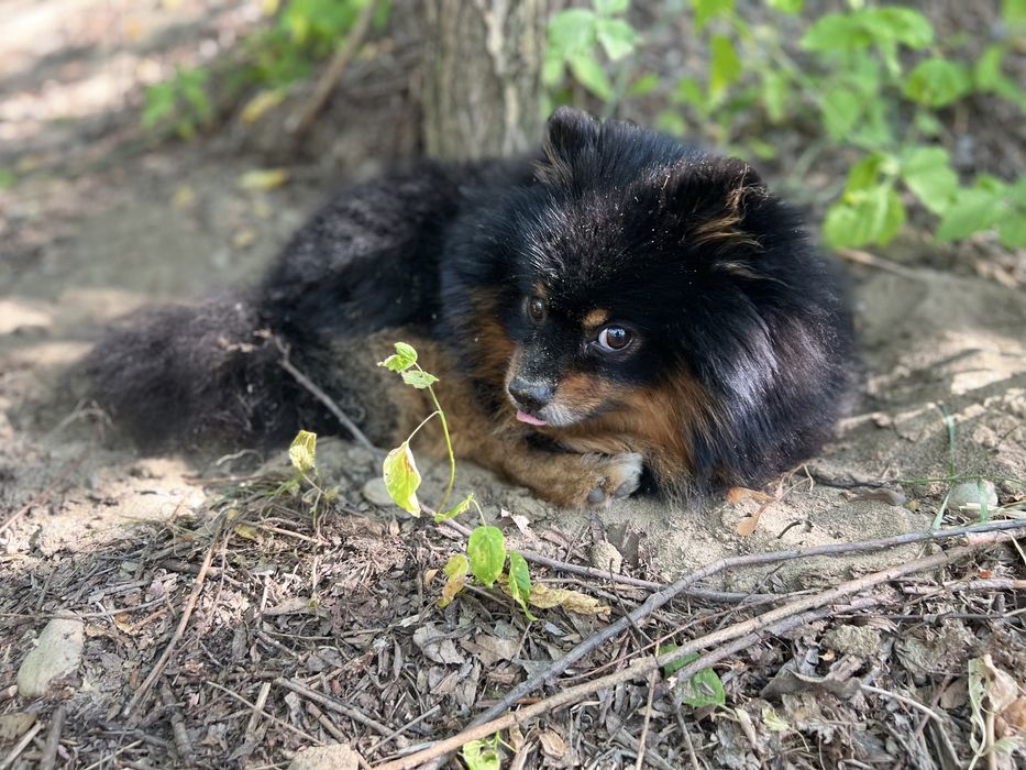 Німецький шпіц (чорно-підпалий), вязка