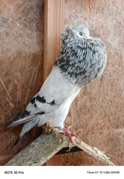 Garłacze Górnośląskie Koroniaste