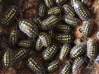 Armadillidium gestroi isopody kulanki