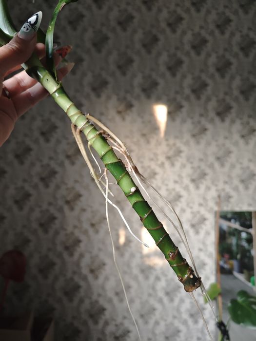 Драцена верхівка рослини