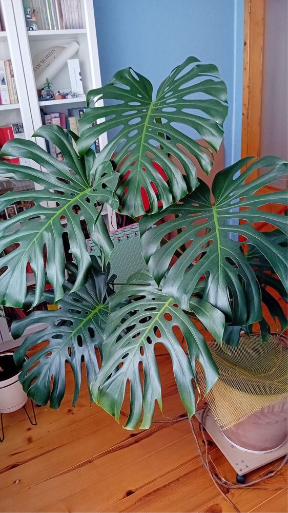 Monstera Olbrzymia