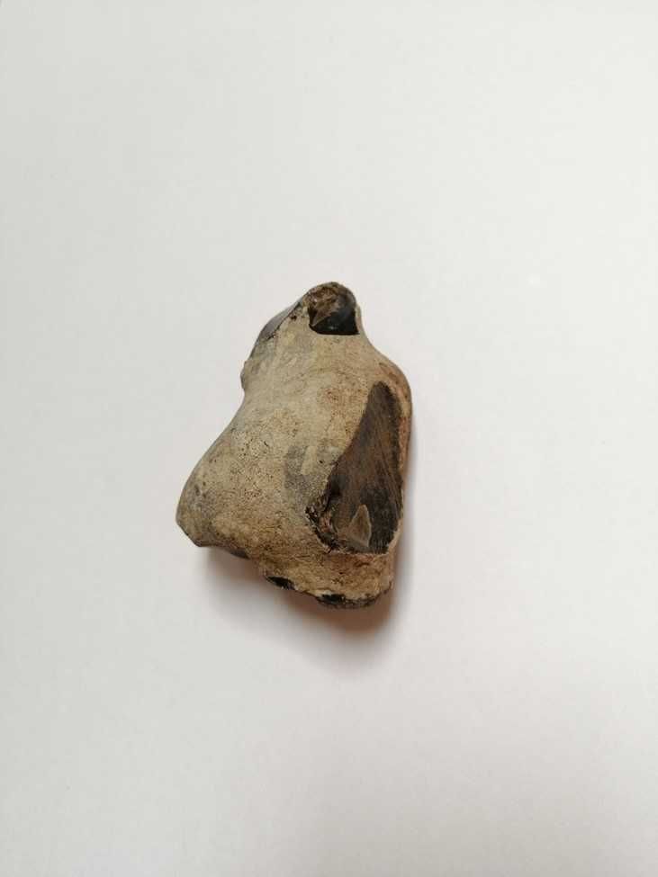 Skamielina, skamieniałość. Rozmiar 7x4,5 cm, waga 120g.
