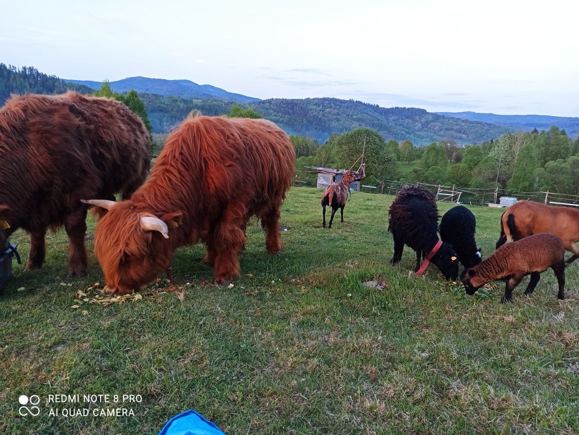 Sprzedam byk 2lata highland rasa szkocka