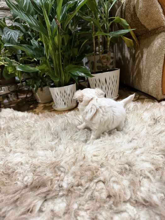 chihuahua długowłosy piesek