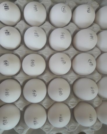 Легорн Польша яйца инкубационные