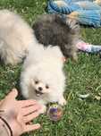 Piesek Szpic Miniaturowy-Pomeranian