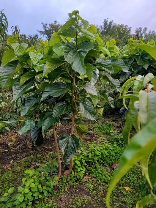 Саджанці плодових дерев та кущів