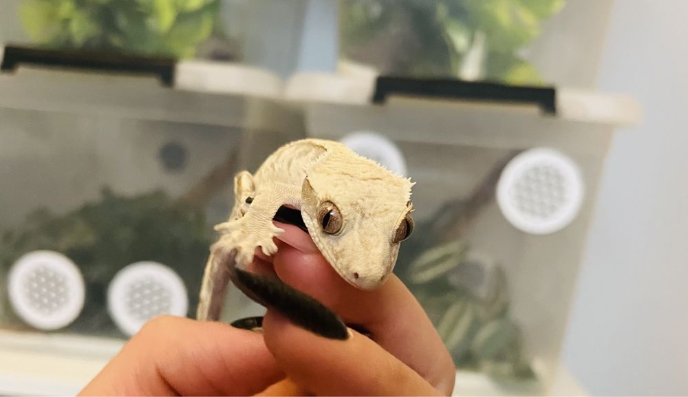 Gekon orzęsiony gekony orzęsione wyprawka