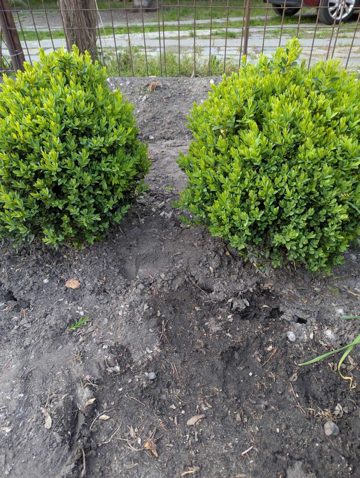 Bukszpan wieczniezielony kula 40cm lub 50cm, dostępne 19szt., Katowice