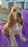 Cocer Spaniel szczeniak