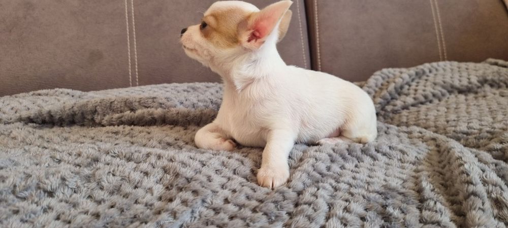 Chihuahua xs samiec