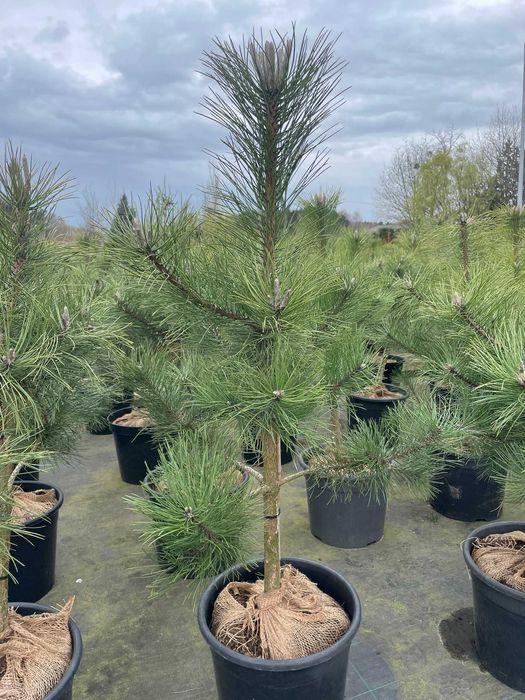 Pinus nigra sosna czarna