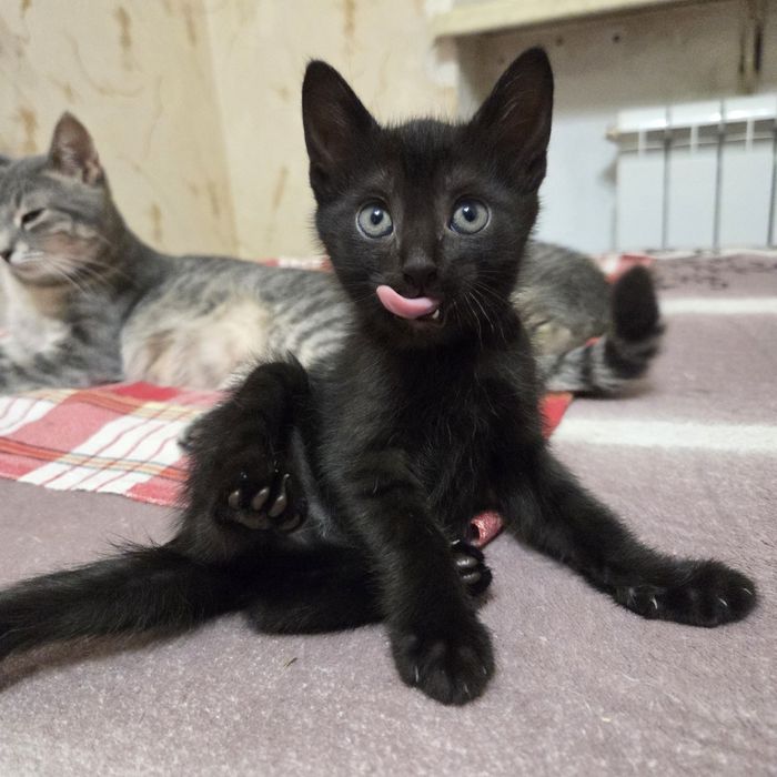 Котёнок, мальчик, 1.5 мес, очень нужен дом и любящий человек