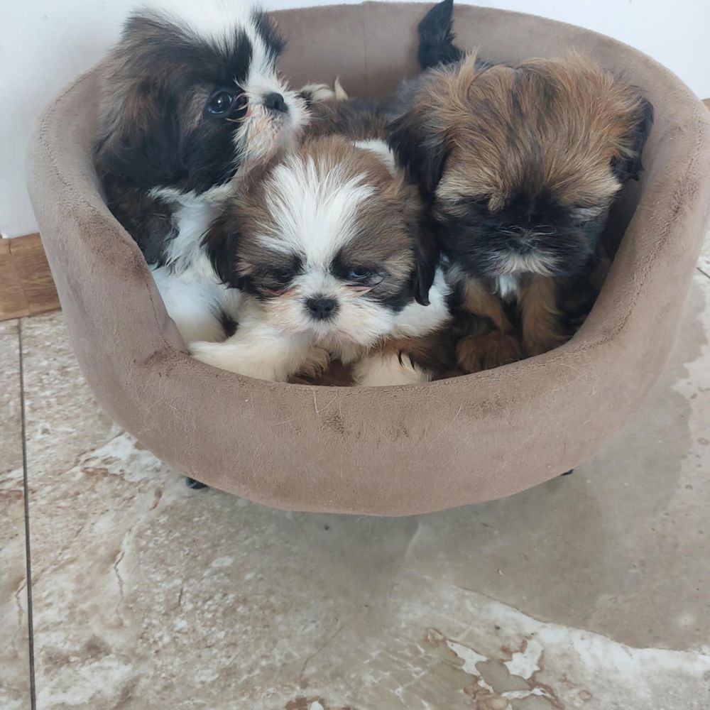 Sliczne shih tzu z rodowodem