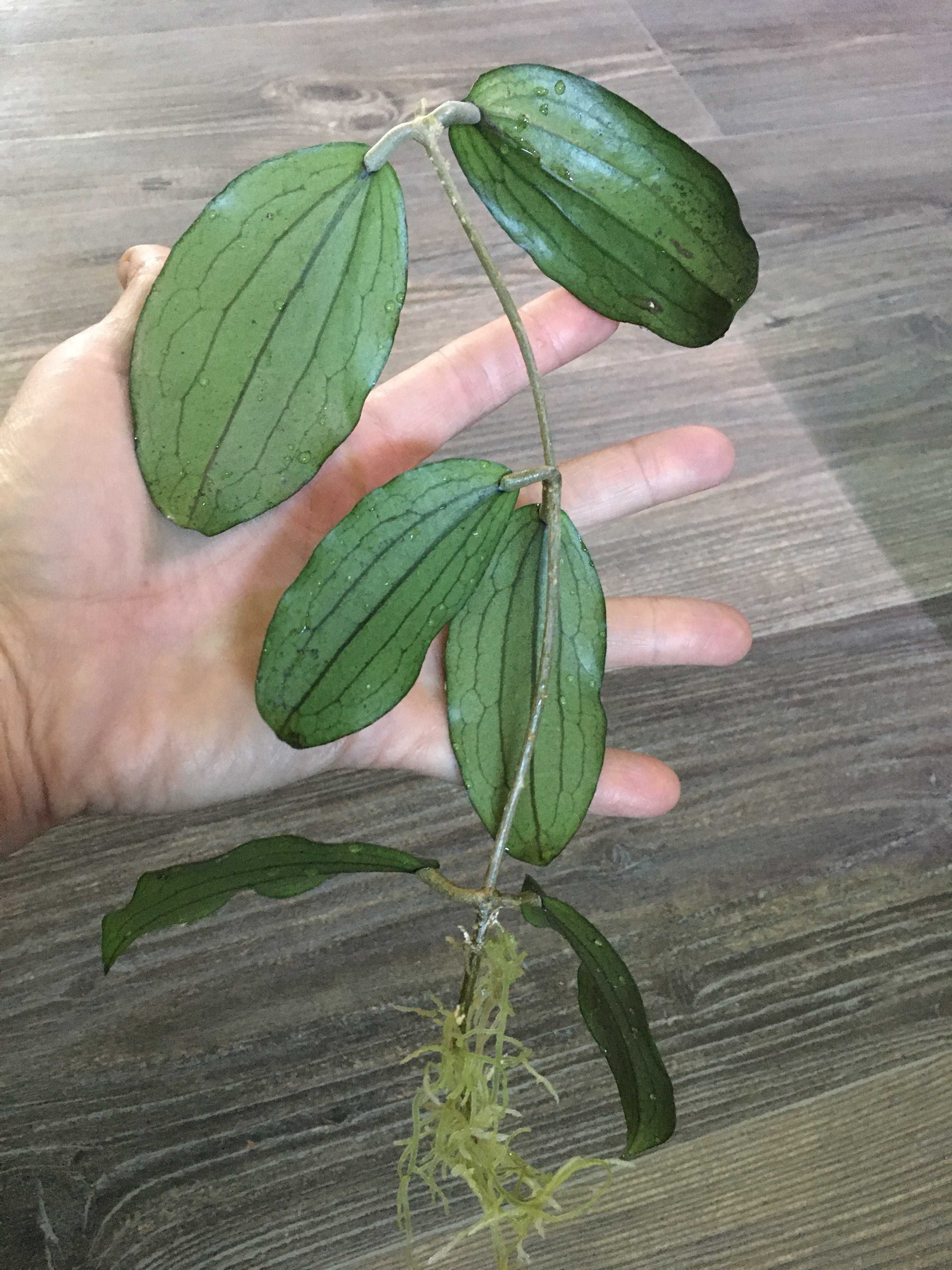 Hoya hoja erythrina cameron island ukorzeniona