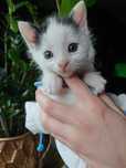 Słodziutkie kociaki do adopcji. Ostoja Mruczków
