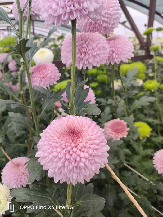 Crisântemo várias qualidades