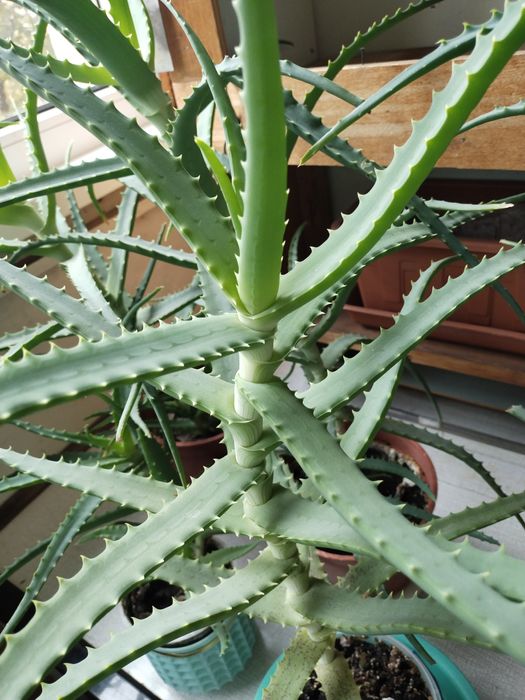 Распродажа  Столетники  и агава